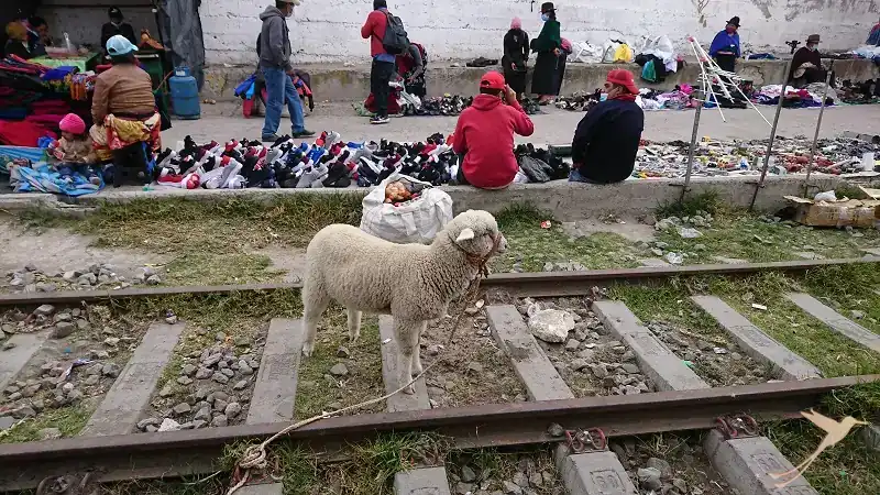 sheep on the railway of Guamote
