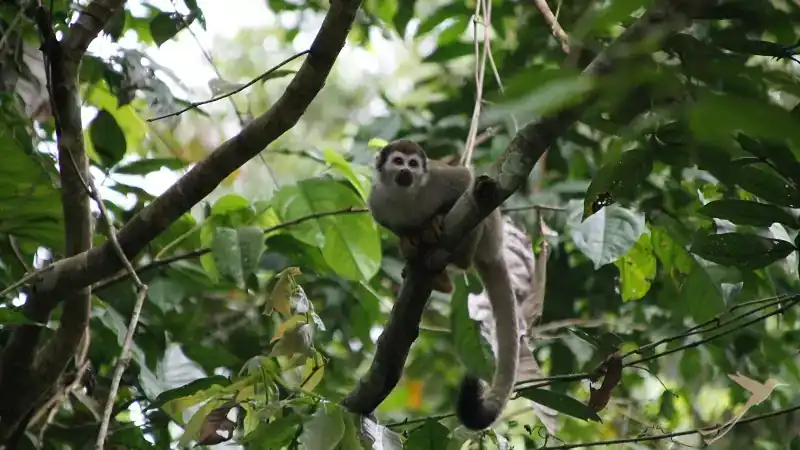 squirrel monkey at Yasuni national park