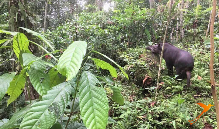 Tapir in the Parque Amazónico "La Isla" Ecuador Tena
