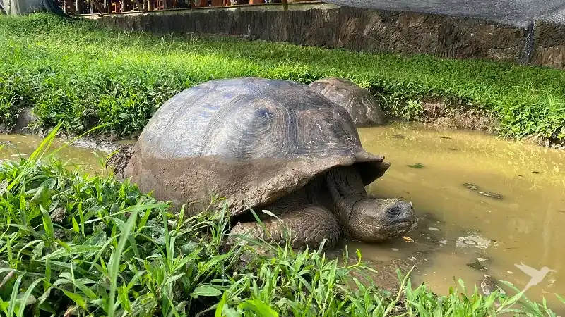 tortoise at reserve El Chato on Santa Cruz Island