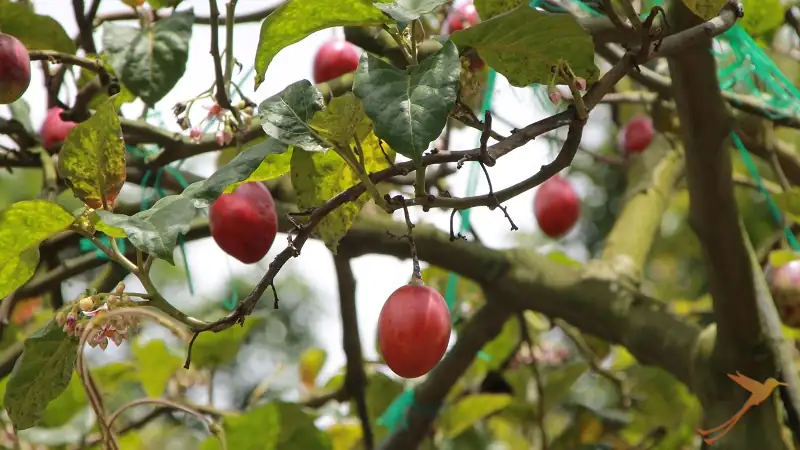 treetomatoes growing near Patate