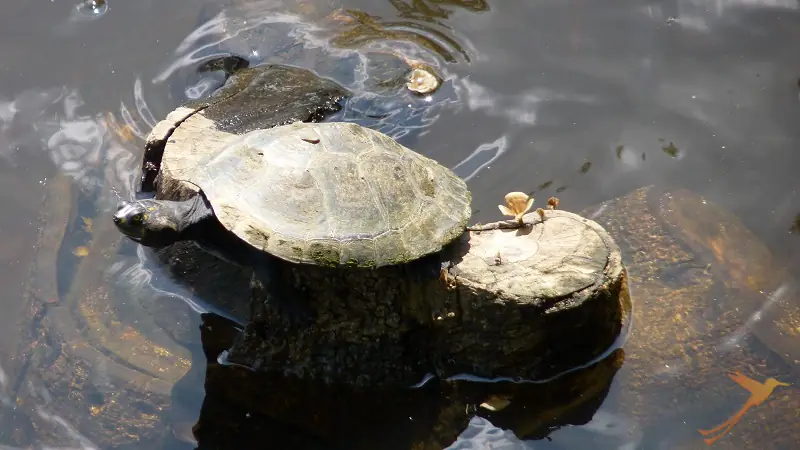 turtle in the rainforest region of Ecuador