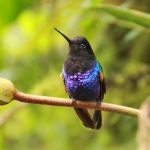 Ecuador is a birdwatchers paradise