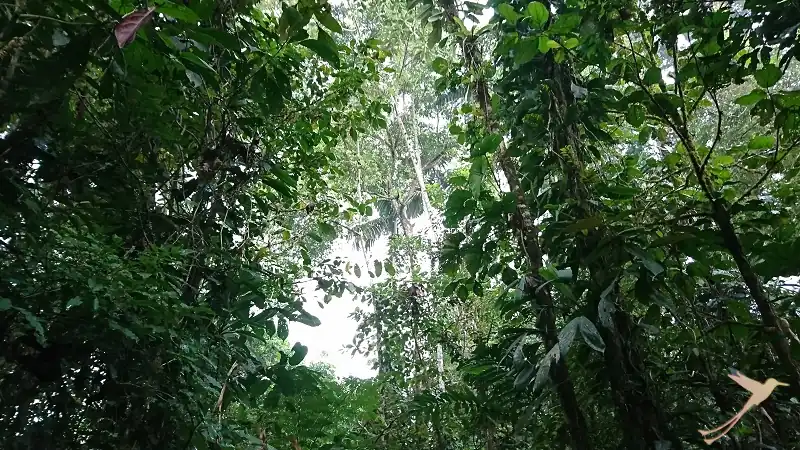 ecuadorian rainforest region