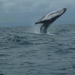 Puerto Lopez is an ideal starting point for whale watching tours